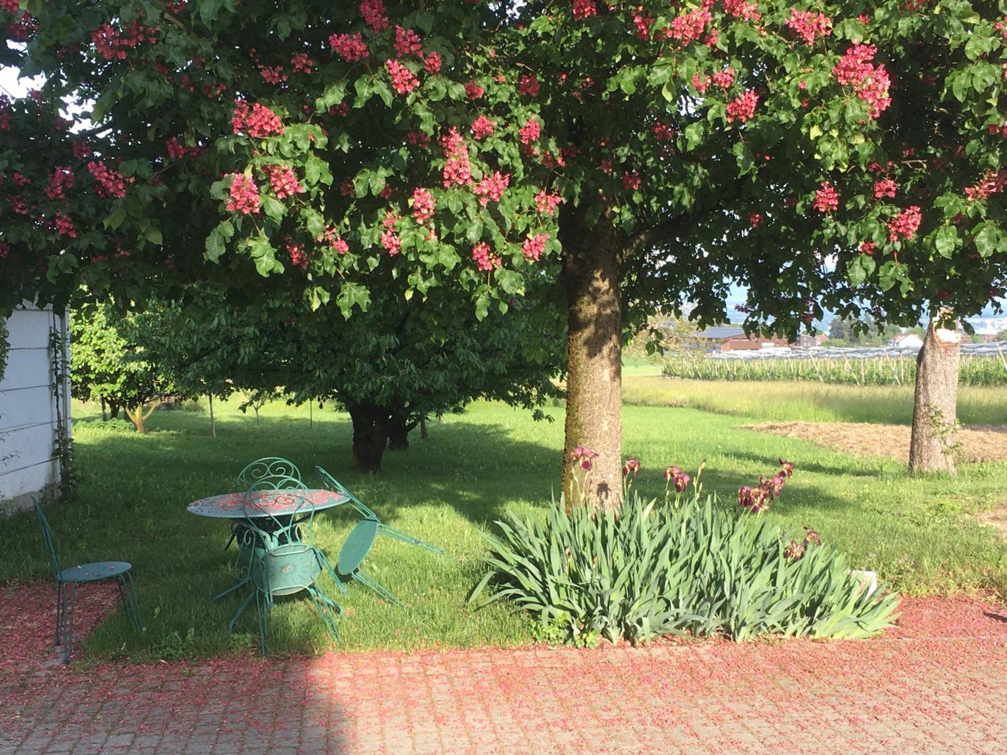 B&B Domaine En Trembley Commugny Exterior foto